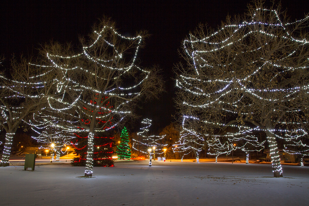 trees in falls park decorated with christmas lights