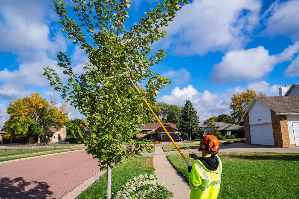 Forestry Trimming Street Tree