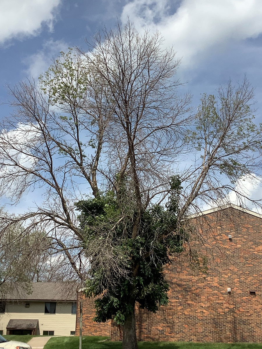 Ash tree showing middle stage of emerald ash infestation