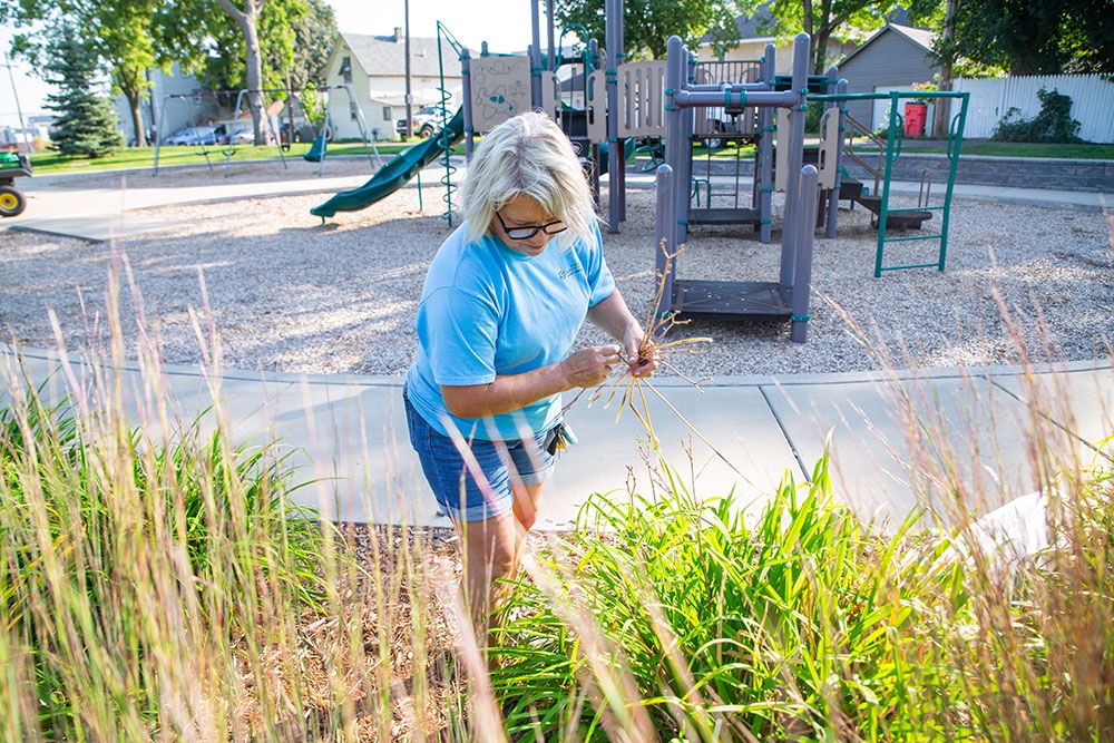 Parks and recreation employee picking weeds at lyons park