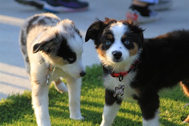 Australian Shepard Puppies