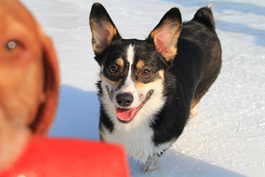 Corgi smiling at the camera playing in the pool