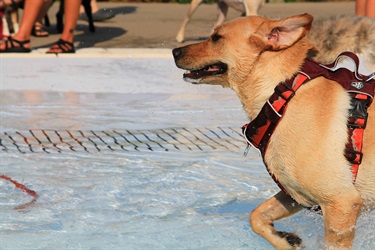 Lab Running in the pool
