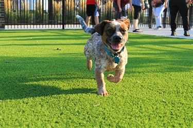 Happy Dog Running at kirby dog park