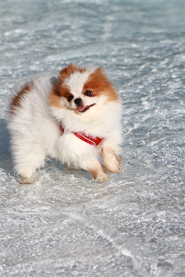 Happy Pomeranian playing in the Pool