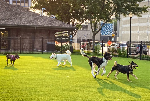 Dogs running and playing at Kirby Dog Park