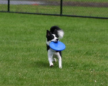 Dog playing frisbee with it's owner