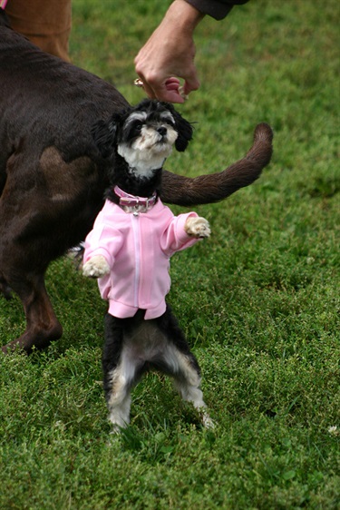 Little black fluffy dog wearing a sweater standing on it's hind legs