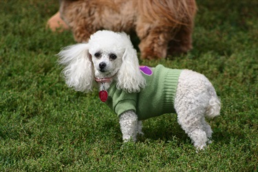 Little white fluffy dog wearing a green sweater